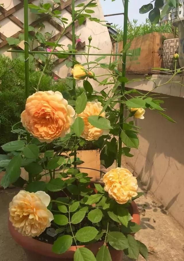 『花儿』屋顶造一个清新居家“小花园”,一起看花儿沐浴阳光雨露