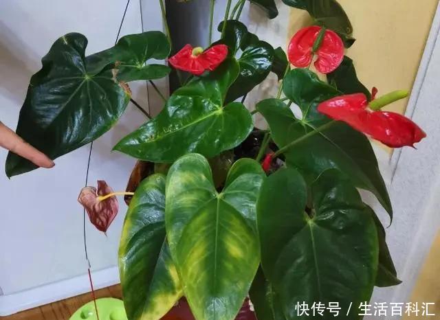 常见|花市常见的7种花,买回家总是养不活