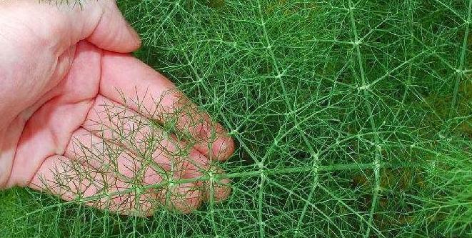 农村一种植物，很多人不喜欢因为味道刺鼻，却不知它全身是宝