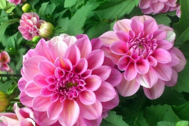 长春花:养花就养此3种,开花量大味道香,家里养一盆,满屋都是花香味