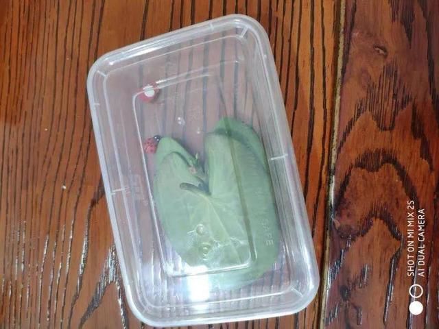  『简直』只用水不用土的植物，一片叶子就开花，简直太神奇了！