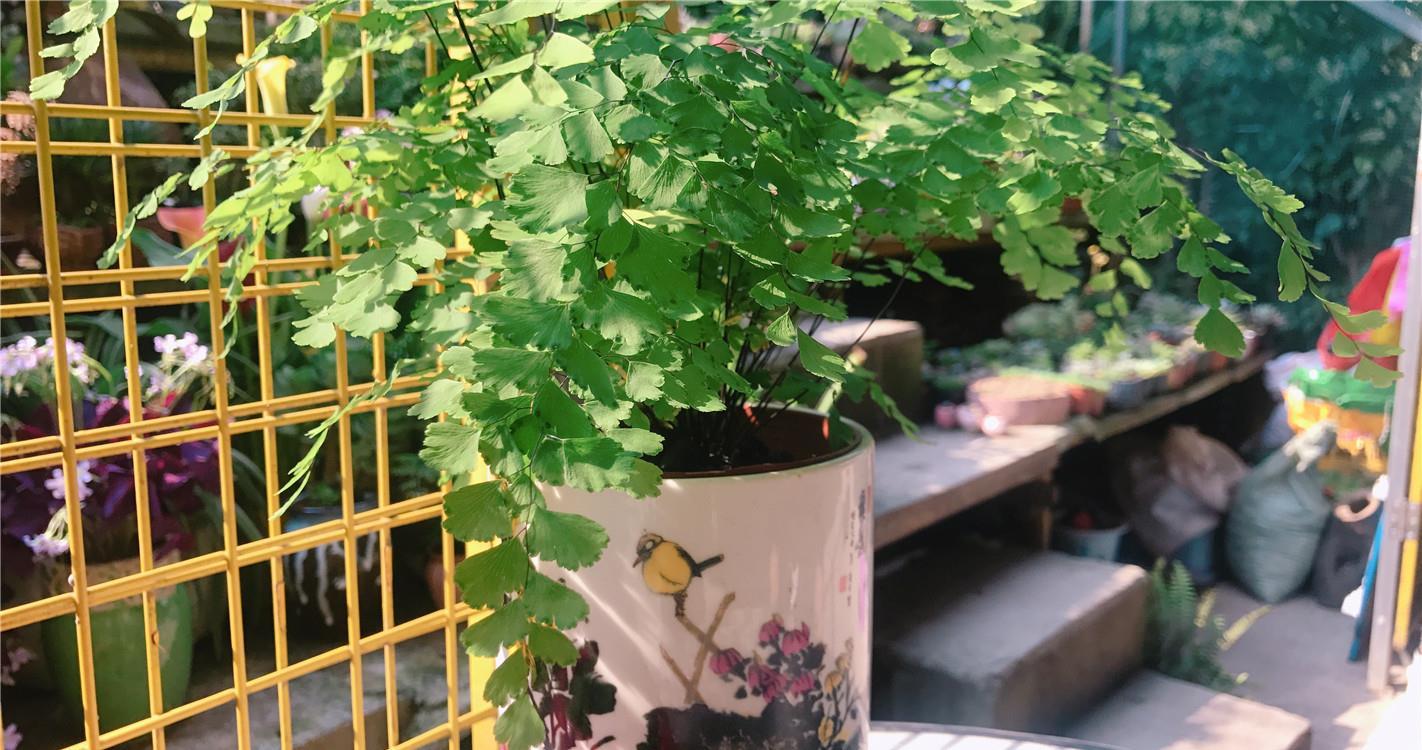 「爱心」2种新绿植:羽毛厥,爱心藓,“野草”变“家花”,乌鸡变凤凰!