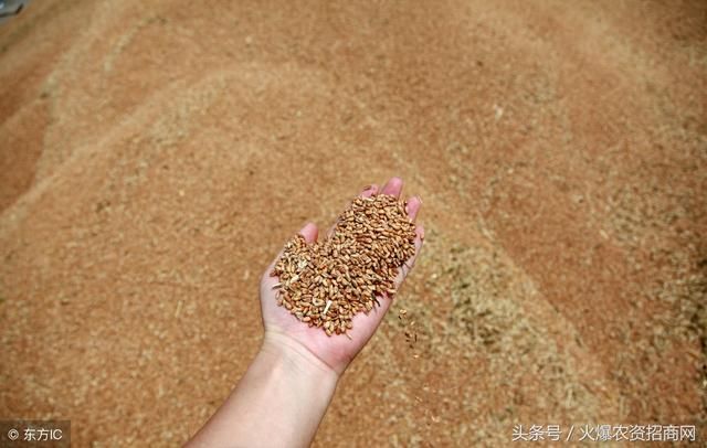 农民为啥不卖粮？盼着后期价格涨！（附小麦收购价）