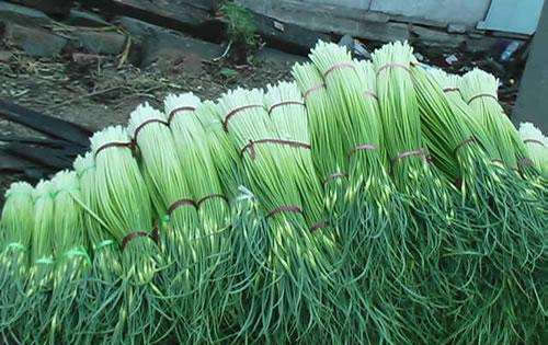  「作物」亩产上千斤，去年烂一地没人要，如今卖到13元一公斤，