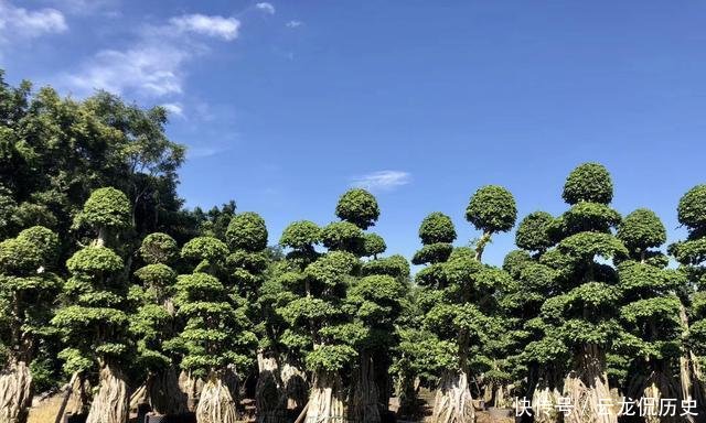  「值钱」可以摆阳台的“镇宅树”，1盆价值“1万”，养8年像盆景，值钱！