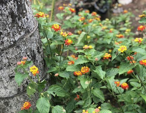  「三角梅」容易搞混的植物，这种植物和三角梅不是远房亲戚，少闹笑话