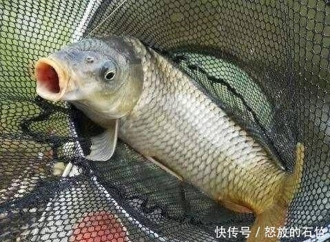  『用饵』野钓鲤鱼，用饵和调漂很关键，掌握这些硬核细节，不怕没渔获