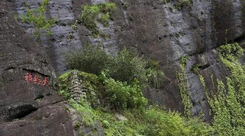 中国最珍贵的两棵树，一棵在福建，一棵在安徽，24小时都有专人守