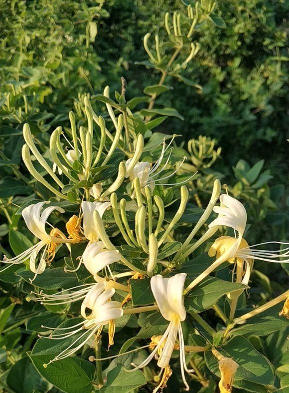  『感冒』阳台养盆金银花，长成精品盆景，花瓣泡水喝，预防中暑感冒