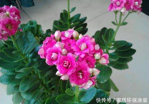 『细心』春天养花需要将伤害降到最低,搬动、浇水都要细心,才能根壮花朵