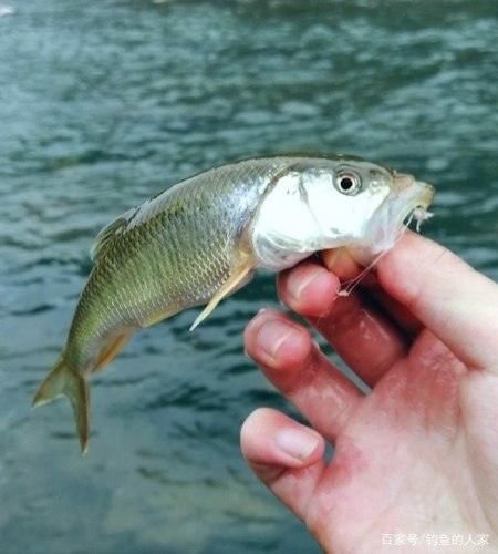 [溪流]清澈小溪寻钓，钓获20多条名贵马口鱼，还钓获珍贵溪水石斑鱼