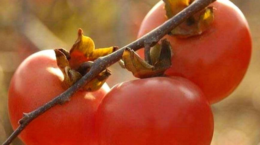  #蚧壳虫#农村一种果树，农民不用农药，但是卖不上价格，连小孩