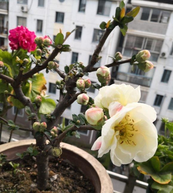 『我国』此花我国独有,花色艳丽却无花香,但从古自今都受人喜爱