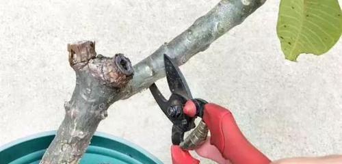  「家里」花朵迷人芬芳的鸡蛋花，还能用枝条培育成家里的盆栽