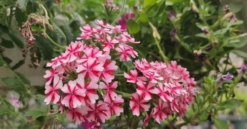 [选土]君子兰、绿萝长得好不好？全靠一盆土，选土换土都讲究！