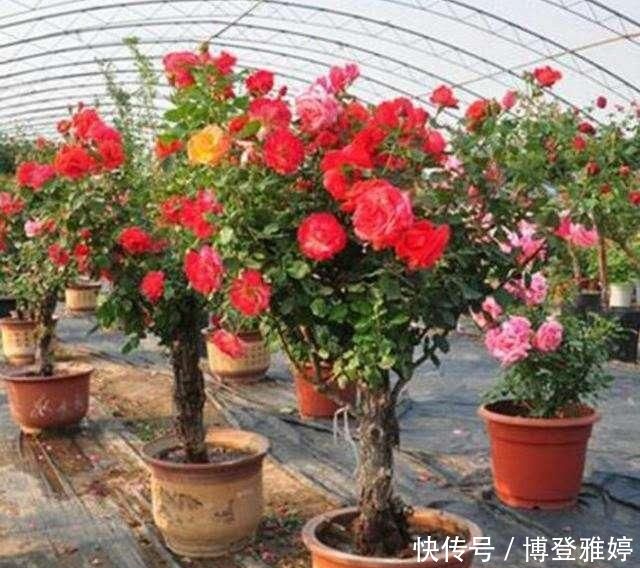 适合@我国这几种花卉,都适合在院子里种植,有条件的建议种几株