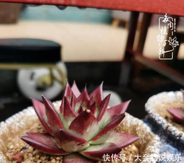  [黄皮乌木]养肉养花要用心，用心呵护，还你精彩每一天！