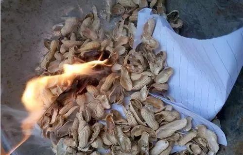  【地好】养花不用买土，花生皮发酵30天，加点园土，肥效“嘎嘎”地好