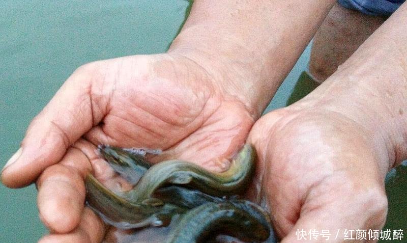 一亩3千斤, 一斤20元, 农民投资60万元, 结果滞销无人理