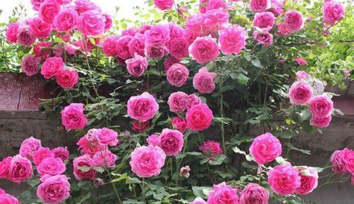 『开起』这1种四季开花的藤本植物,花名“霸气”,开起花来也很“霸道”