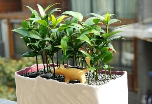  【生长期】养花做好这几件事,养什么花都能活,5分钟能学会!