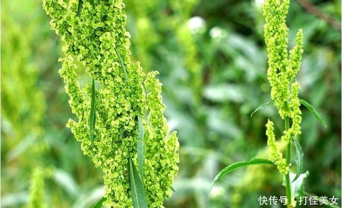  杂草■酸模见于路旁边，杂草挚爱体贴语