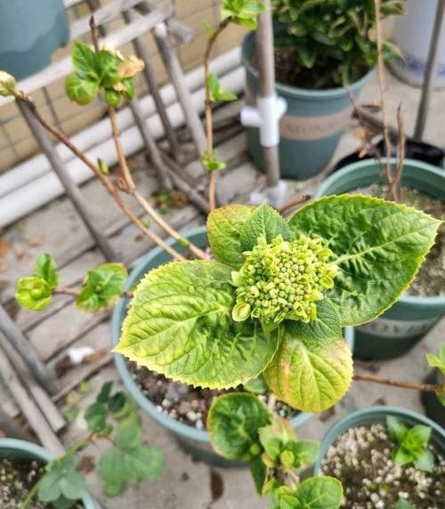  「南方」绣球不开花？过早“露养”造成，容易生“灰霉菌”，还不开花