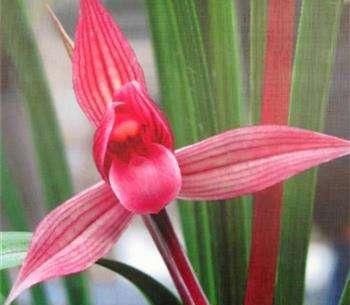  都江红素兰花：被称为兰界第一红素的兰花，花色鲜艳红彤彤，香气浓郁，价格亲民