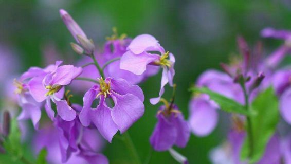  #花园#这几款花全年开花，香气醉人，一盆繁殖多盆，丢到阳台爆成小花园