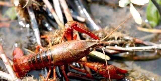  冬天：冬天如何养殖龙虾，水位要多深