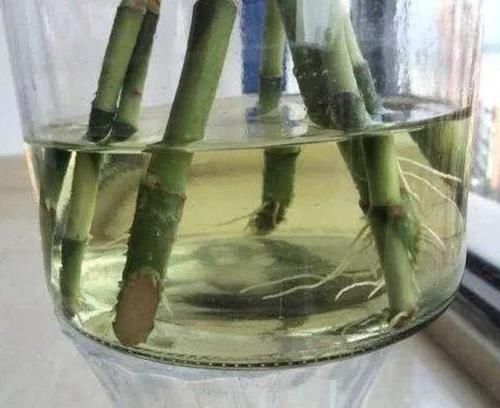『溶解在水里』扦插花卉,可以用到2种“小药片”,溶水里变“生根剂”,促生根