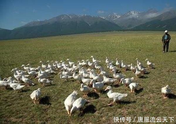  「蝗虫」4000亿只蝗虫袭击巴基斯坦和印度，两国为何不投放鸡鸭