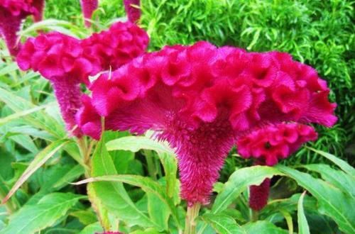 凤仙花@农村院子里,常养的“5种花”,不费力,一养就成大花海