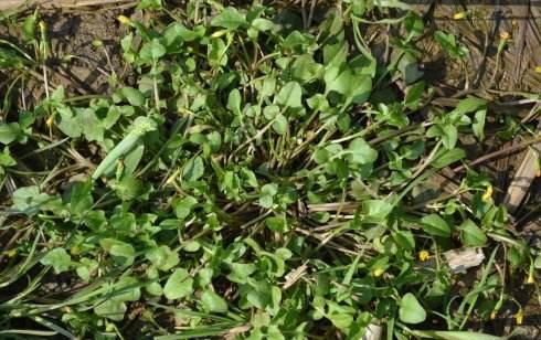 农民当杂草拔了的草，一斤卖一千多，遇到可别无视了！