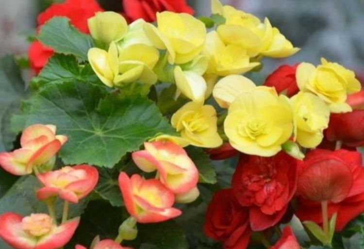  「开爆」此款花卉，花艳易爆盆，开花幽香暗淡，花开爆盆美如花