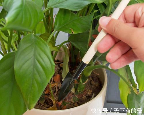 养花@养花最怕3种土,黄叶又烂根,半年变空盆,别忽视!