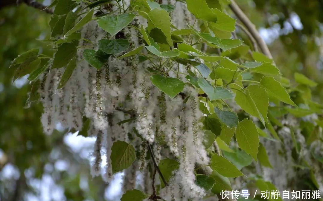 【竟然】杨柳科“美丽烦恼”的原形,竟然是它
