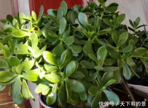  『亲授』40年老花农亲授经验，养这4种“少浇水”，反而长得旺、开花多