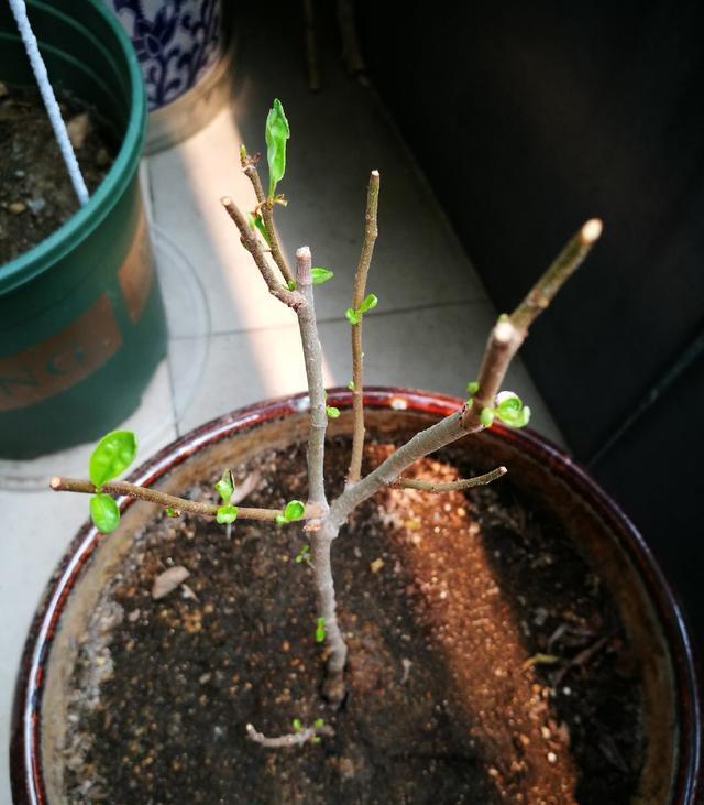  生长旺盛：阳台养花，做到这“3点”，枝繁叶茂，花开满枝，美不胜收