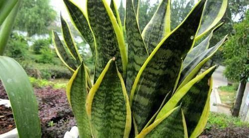  「心意」2种花叶片越厚吸“废气”越厉害，高档又实用，非常合心意