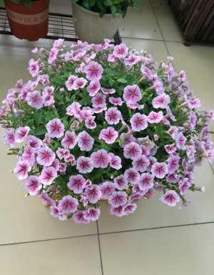  值得|此盆栽花超级好养，花色绚丽，花多易爆盆，全年开不停，值得拥有