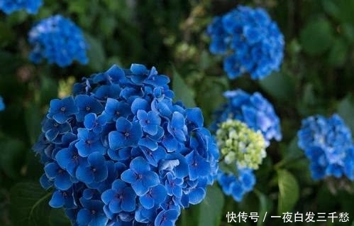  『养护』绣球花观赏价值高，绣球花应该如何养护？