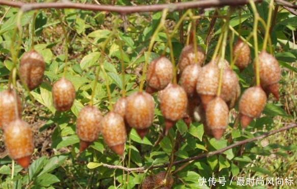  「果实」这种树是江苏特有，果实像秤砣，是国家保护植物，很多