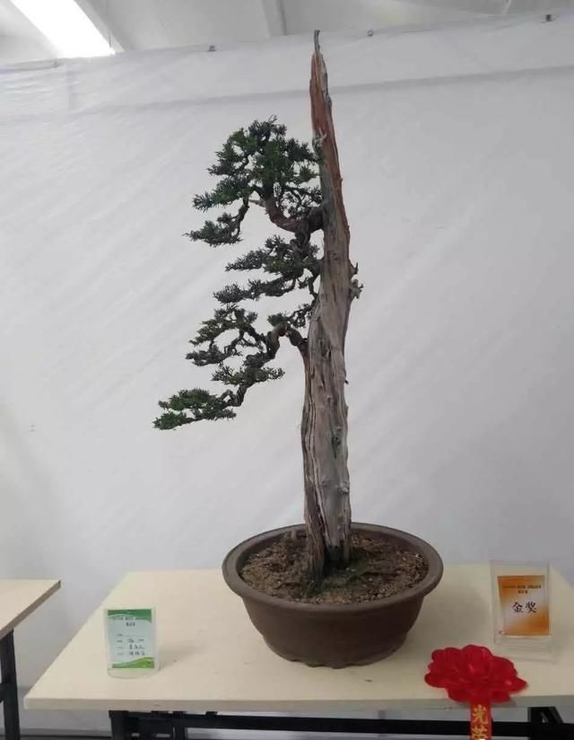 中国?新沂第二届精品盆景展回顾