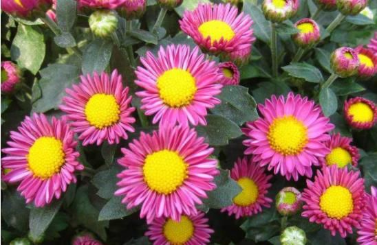  「家里」家里养这几款植物，四季开花不断，花开美艳动人，懒人必备花草