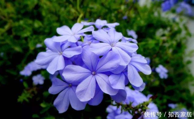  新手@3种花很好养，耐热耐晒更耐旱，适合新手和懒人养护，韵味十足