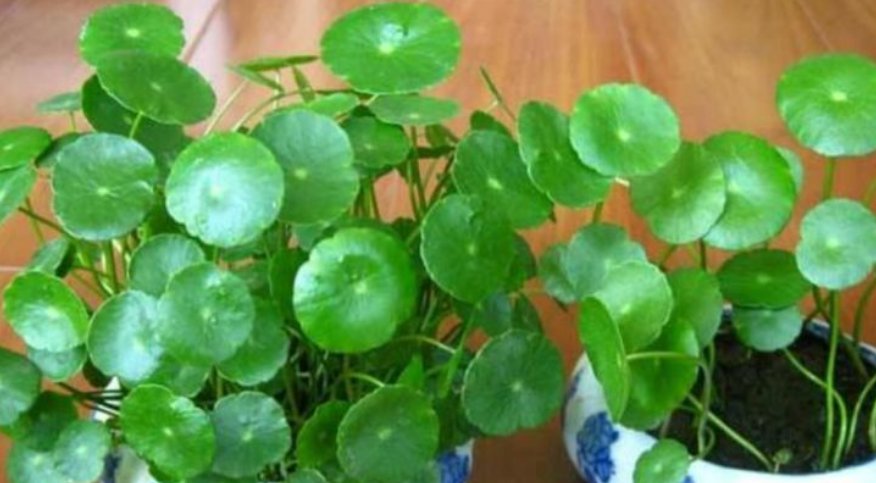 「成花」这5种花易爆盆,适合将阳台打扮成花的海洋,养花就是这么简单
