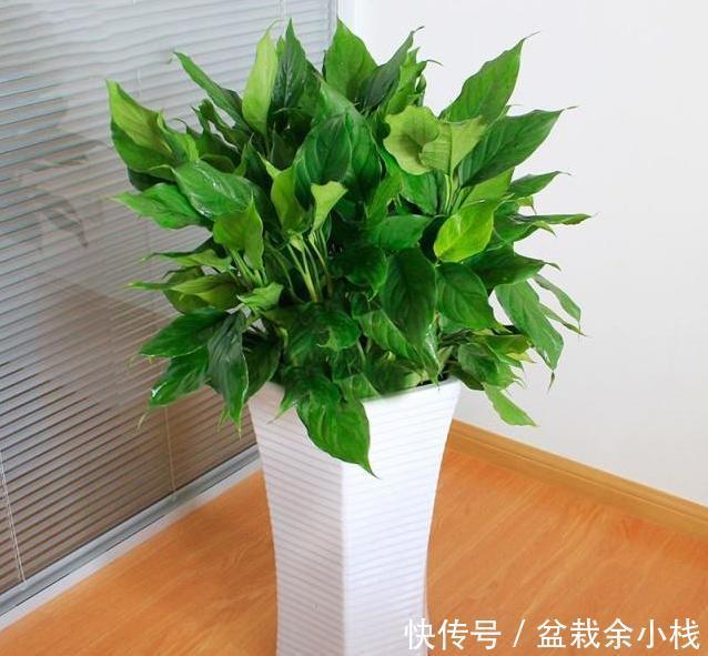 适合|适合懒人朋友养的五种植物,就算不上心,它们自己也能长得很好