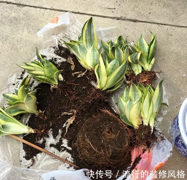 分株@掌握3种方法,花儿1盆变100盆,省了不少买花钱!