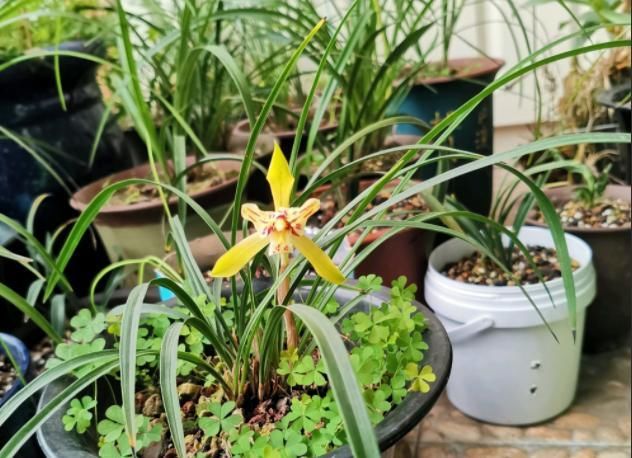  『生长期』春日养兰花，3点需注意，可别错过生长期！